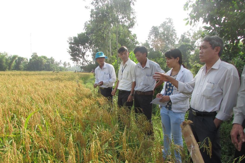 Nếp bầu Tam Mỹ - một đặc sản thân cao 1,4m cho hương vị khác biệt được phục tráng thành công. Ảnh: Trung tâm Kỹ thuật Nông nghiệp Núi Thành