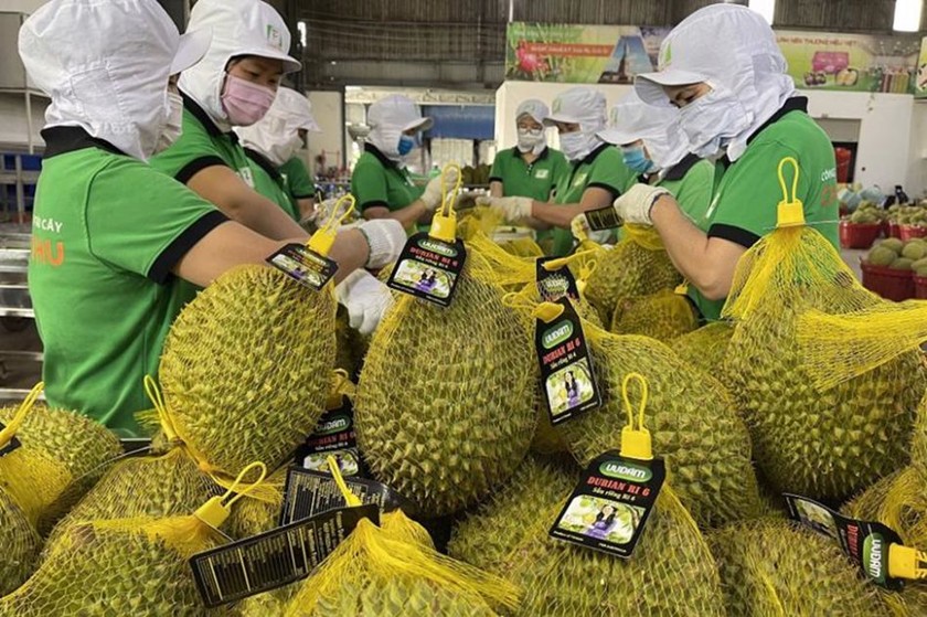 Ngay năm đầu tiên xuất khẩu chính ngạch sầu riêng vào thị trường Trung Quốc đã có kết quả tốt. (Nguồn ảnh: baodaklak.vn) 