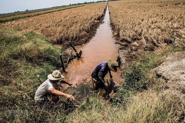 Sẽ xảy ra đợt cao điểm về xâm nhập mặn tại Đồng bằng sông Cửu Long. Ảnh: CP