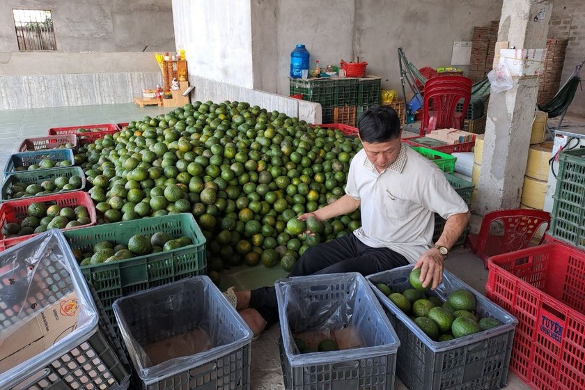 Một thương lái thu mua cam tại Trà Vinh dự đoán sắp tới khi vào vụ rộ, giá cam có thể sẽ thấp hơn 5 triệu đồng/tấn. (Ảnh: Thuận - Đỉnh) 