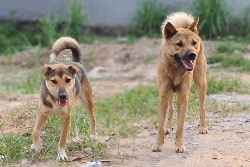 Cẩn trọng tình trạng chó dại bùng phát trong thời tiết nắng nóng. (Ảnh: Tiến Thành)