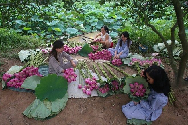 Thông qua Lễ hội, người vùng sen Tây Hồ muốn giới thiệu những giá trị độc đáo của nghề ướp trà sen cũng như những nét đặc trưng riêng có của văn hoá sen trong đời sống người Việt. (Ảnh minh họa - Nguồn: PLVN)