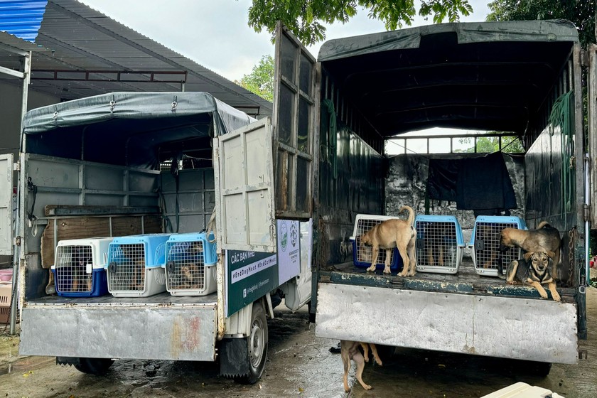 Hơn 50 chú chó được chuyển lên xe giải cứu, chuẩn bị đưa về trạm cứu hộ. (Ảnh trong bài: PV) 