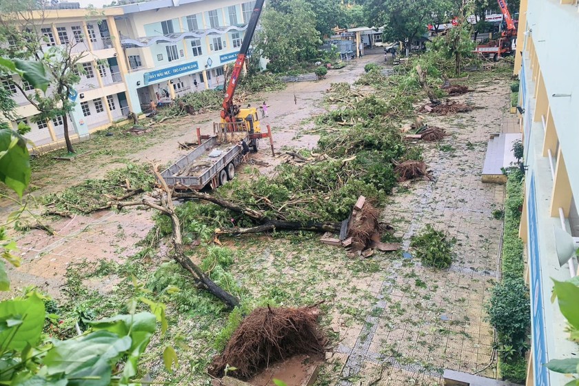 Hàng loạt cây tại sân của Trường Tiểu học Ngọc Lâm, quận Long Biên bị mưa bão số 3 quật ngã.