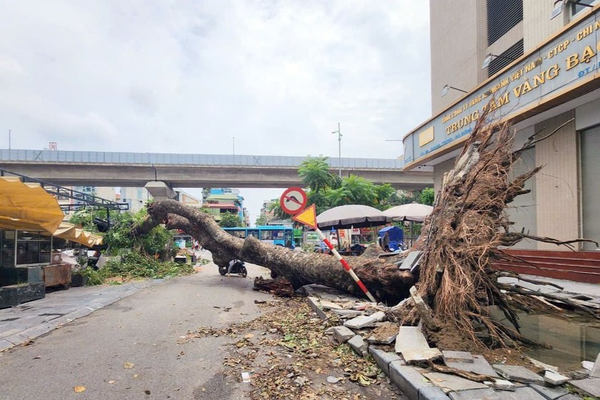 Cây xà cừ bị đổ bịt lối vào ngõ 10 đường Quang Trung, quận Hà Đông. (Ảnh: Anh Quốc)