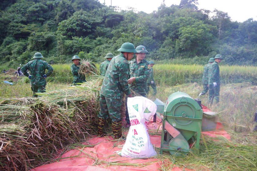 Cán bộ, chiến sĩ Đồn Biên phòng Sơn Vĩ tuốt lúa giúp người dân.