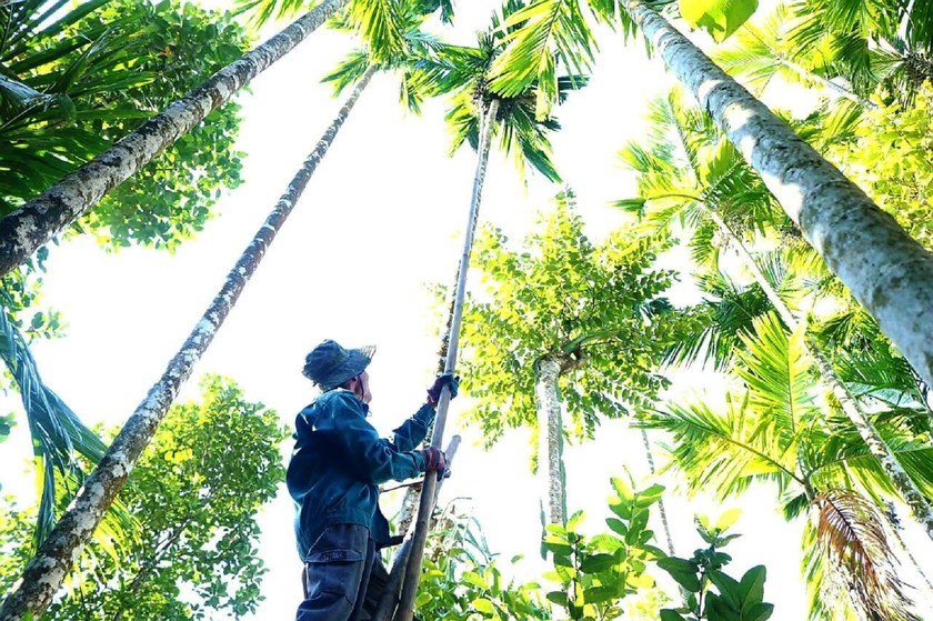 Thu hoạch cau tươi. (Ảnh trong bài: Công Huy)