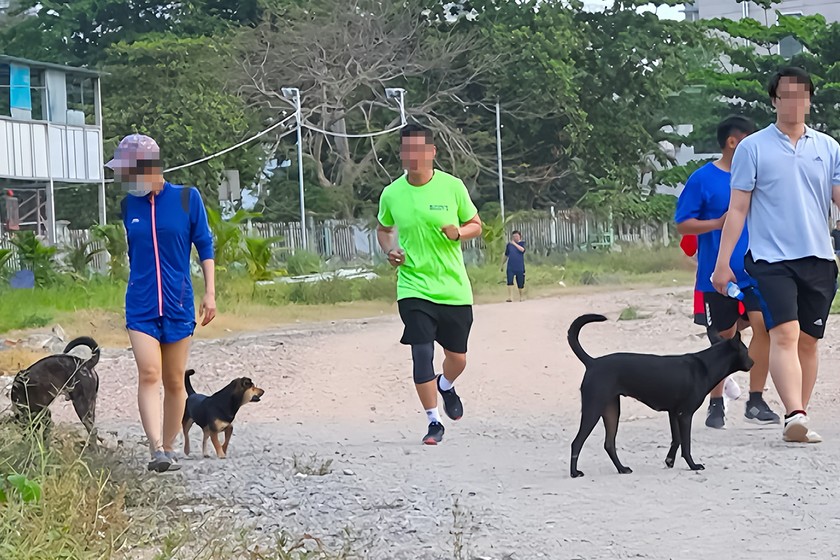 Thực trạng chó không đeo rọ mõm, thả rông nơi công cộng. (Ảnh minh họa: PV)