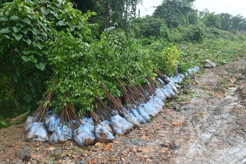 Năm 2024, Trung tâm Bảo tồn Thiên nhiên Gaia đã trồng thành công gần 300.000 cây tại 7 khu rừng đầu nguồn trên cả nước. (Ảnh: Gaia)