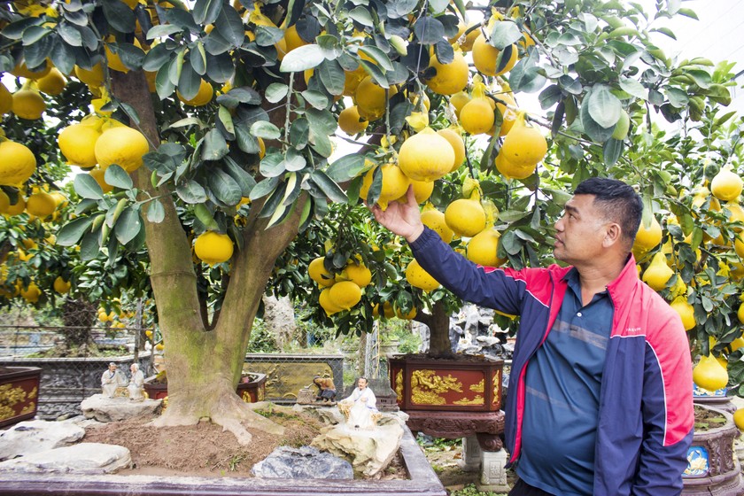 Để bưởi không bị hư hỏng, anh Bùi Mạnh Hùng luôn phải kiểm tra, chăm sóc thường xuyên. (Ảnh: PV)