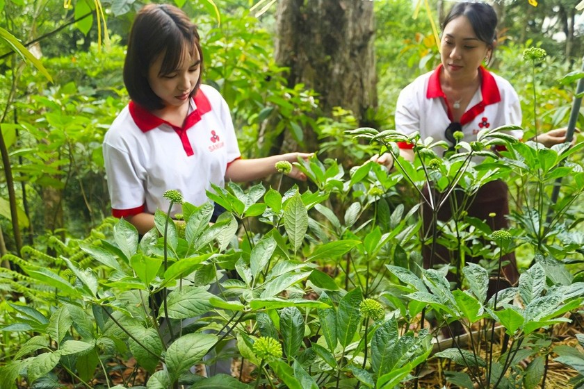 Sâm Ngọc Linh hiện được trồng nhân rộng, mang lại hiệu quả kinh tế cao, giúp bà con đồng bào dân tộc thoát nghèo. (Ảnh trong bài: Trọng Triển) 