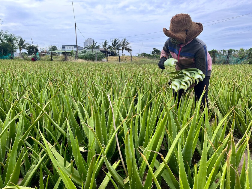 Một vùng trồng nha đam tại Ninh Thuận.