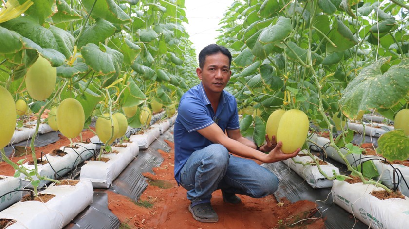 Dưa lưới trồng trong nhà kính tại Tiên Phong Smart Farm.