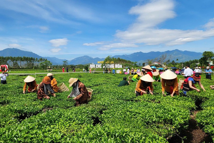 Lễ hội Trà Đường Hoa huyện Hải Hà.