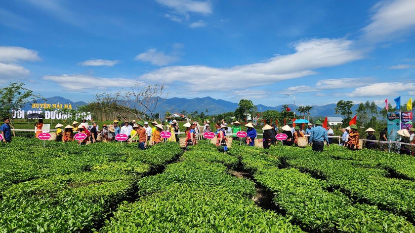 Lễ hội Trà Đường Hoa mang lại cho du khách những trải nghiệm mới lạ.