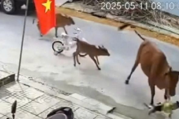 Bò thả rông tấn công cháu bé ở quận Liên Chiểu, TP Đà Nẵng. (Ảnh cắt từ clip)