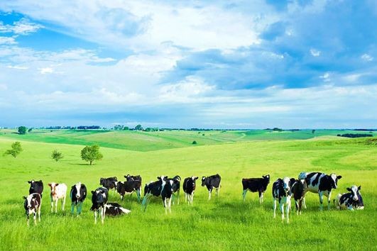 Phúc lợi động vật là một trong các tiêu chí ESG. (Ảnh minh họa: ESG consultant)