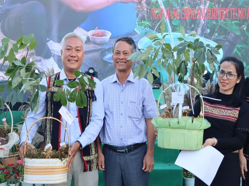 Hình ảnh sâm Ngọc Linh trồng tại huyện Tu Mơ Rông.