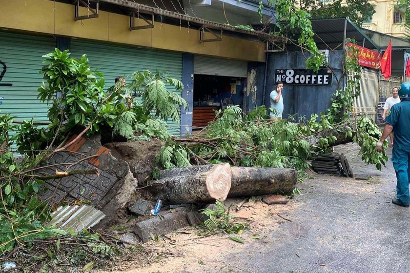 Những ngày sau bão, ngổn ngang cây bật gốc trên vỉa hè nhiều tuyến phố Hà Nội.