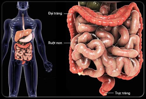 WHO: Ăn nhiều thịt xông khói có nguy cơ ung thư Đại - Trực Tràng