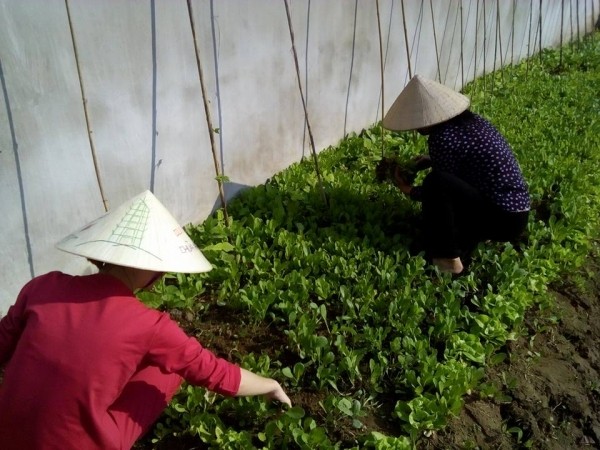 Giá rau xanh sau Tết tăng manh do nhiều tiểu thương vẫn nghỉ Tết
