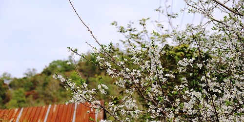 “Lạc bước trong rừng hoa Tây Bắc“