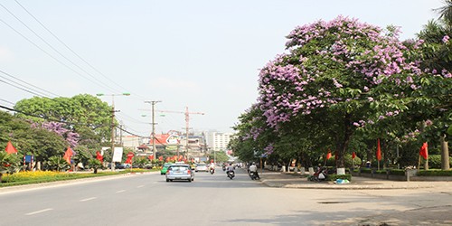 Phố Hà Nội rực rỡ trong màu hoa tháng 5