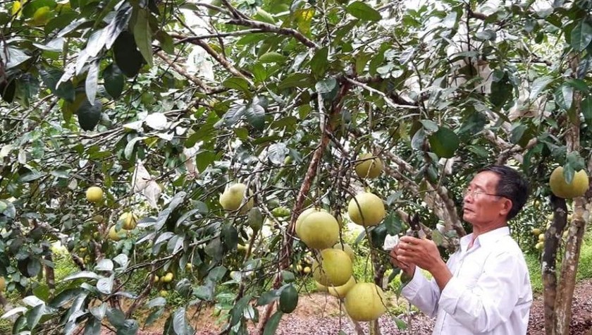 Mô hình được đầu tư nhờ vốn vay NHCSXH của ông Nguyễn Văn Minh ở xã Kim Hóa, Tuyên Hóa, Quảng Bình.