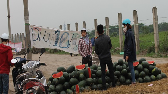 Dưa hấu “mắc kẹt", bán rẻ như cho