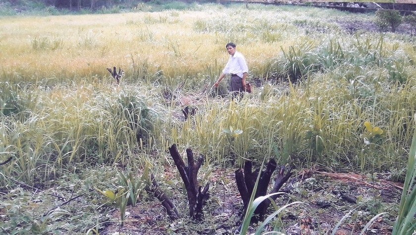 Vườn cây nhãn, vải trên 10 năm tuổi bị chặt phi tang.