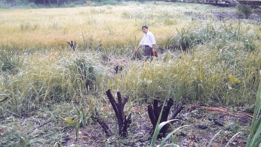 Vườn cây nhãn, vải trên 10 năm tuổi bị chặt phi tang.