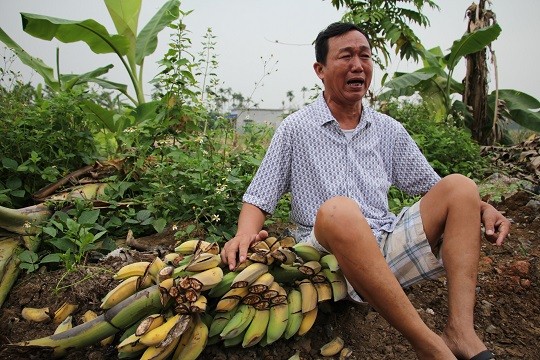 Hải Phòng: Bị hại rút đơn đề nghị khởi tố, vụ tàn sát vườn chuối sẽ chìm xuồng?