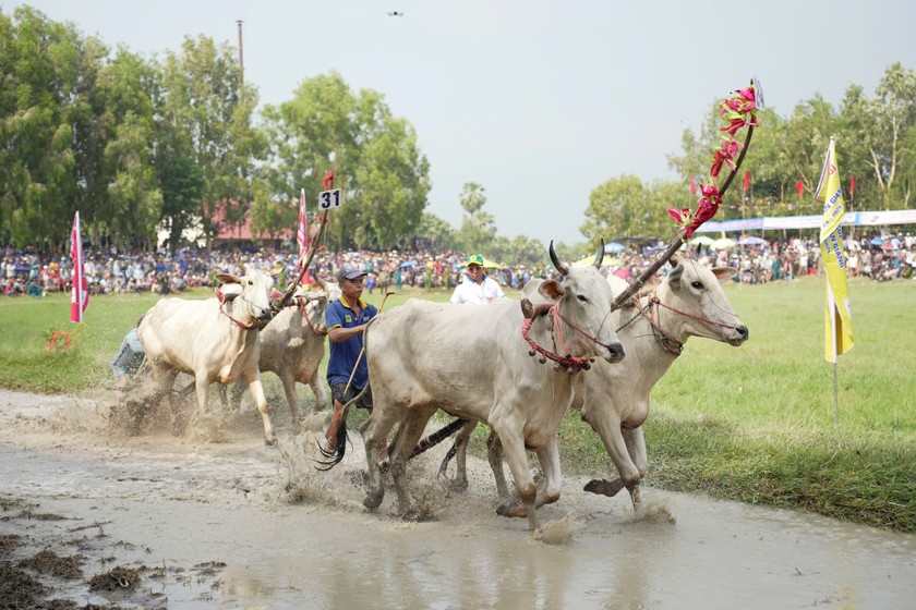 Công ty CP Phân bón Bình Điền đồng hành cùng 'Hội đua bò Bảy Núi' tỉnh An Giang