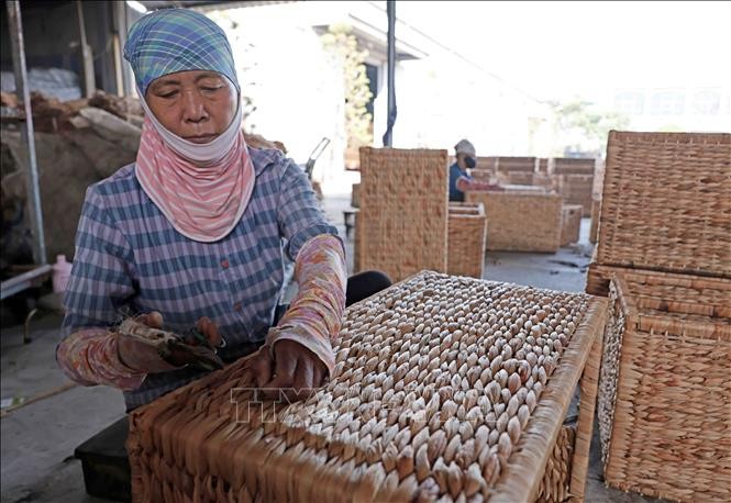 Sản xuất thùng đựng quần áo từ bèo tây xuất khẩu sang thị trường Mỹ tại Công ty Phú Tuấn. Ảnh: Trần Việt/TTXVN 