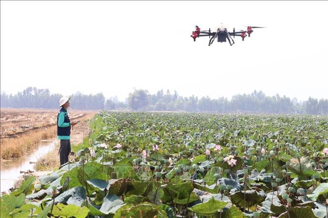 Nông dân xã Thanh Lợi (Tháp Mười, Đồng Tháp) sử dụng máy bay không người lái phun xịt thuốc bảo vệ thực vật. Ảnh tư liệu - minh họa: Nguyễn Văn Trí/TTXVN