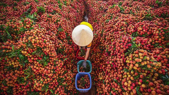 Ảnh minh họa mùa vải ở Bắc Giang.