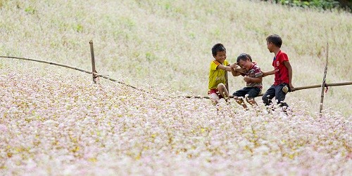 Cánh đồng tam giác mạch trên cao nguyên đá Hà Giang.