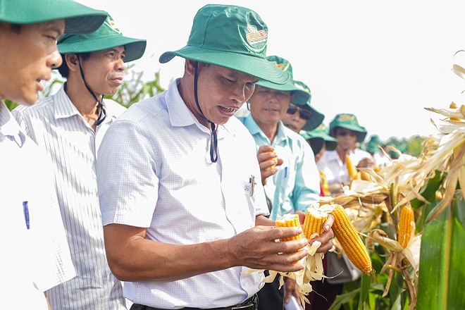 Giống ngô kháng sâu, thuốc trừ cỏ đạt chất lượng cao 