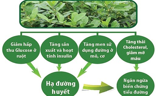 Cơ chế chữa bệnh đái tháo đường  của dây thìa canh