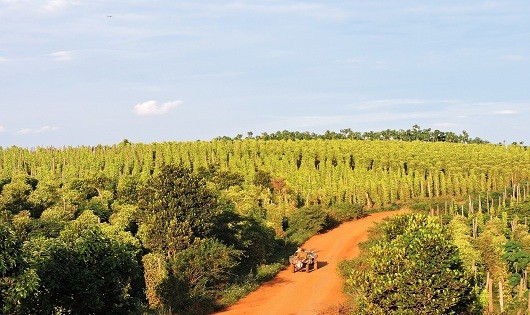 Những “rừng tiêu” ở Nâm N’Jang giúp nông dân đổi đời. 