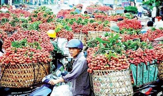 Tuần lễ vải thiều Bắc Giang tại Hà Nội.