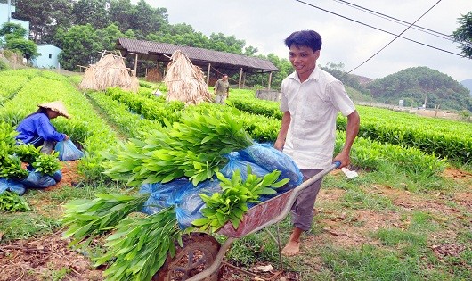 Hình minh họa