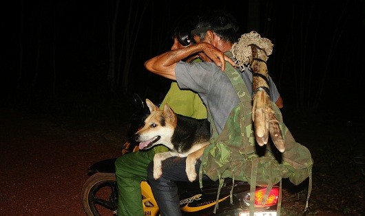  Nhập cuộc săn đêm 