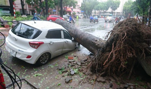 Cây lớn bật gốc đè lên ô tô ở Hà Nội.