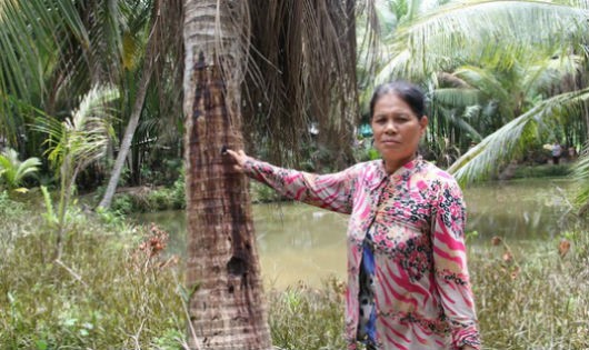 Hi hữu chuyện khám nghiệm pháp y cho... cây 