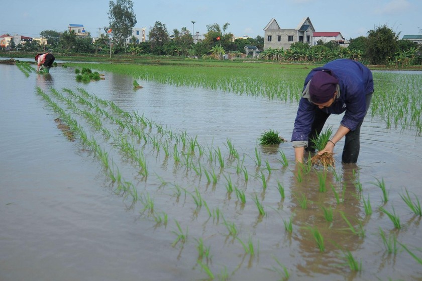 Ngày 4/2 bà con nhiều nơi trên địa bàn tỉnh Thái Bình đã xuống đồng, tranh thủ thời tiết thuận lợi ra ruộng cày, cấy vụ Xuân.