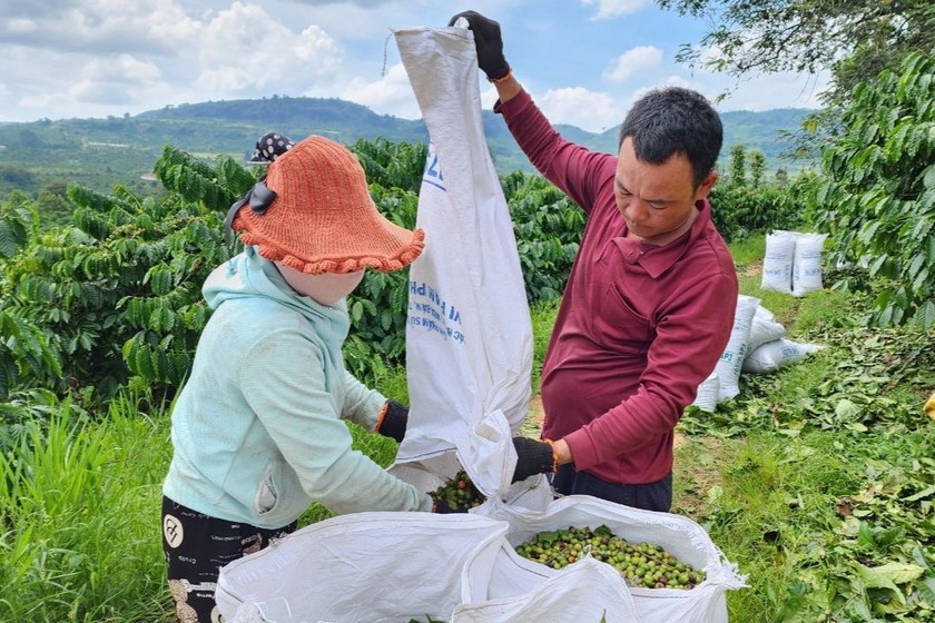 Nông dân Lâm Đồng thu hoạch cà phê.