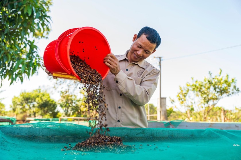 Công nhân Ngon Avatar cà phê sàng tuyển nguyên liệu thô.