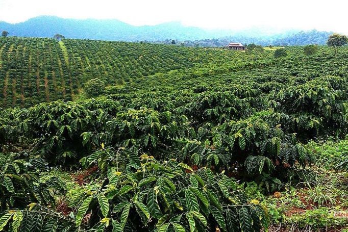 Bạt ngàn cà phê Tây Nguyên.