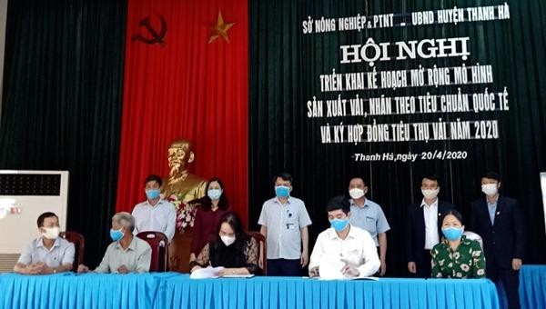 Chưa vào vụ nhưng gần 300 tấn vải ở Hải Dương đã được các doanh nghiệp bao tiêu 